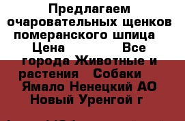 Предлагаем очаровательных щенков померанского шпица › Цена ­ 15 000 - Все города Животные и растения » Собаки   . Ямало-Ненецкий АО,Новый Уренгой г.